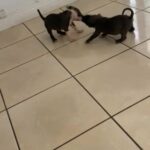 Puppies in Lauderhill, Florida