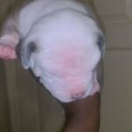 Xl Piebald Bully in Phenix City, Alabama