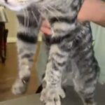 Little Cat Need New Home in Troutdale, Oregon