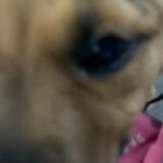 PURE ENGLISH MASTIFF. 3 MONTHS! in Los Angeles, California