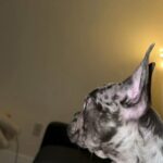 French Bulldog blue And Tan Merle in Kendall, Florida