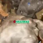 For Sale 10 Week Old Cane Corso in Albany, New York