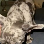 French Bulldog in Kendall, Florida