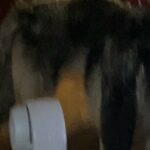 Rehoming These Two Husky’s in Colorado Springs, Colorado