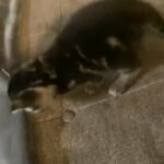 Tabby Kittens 8 Weeks Old This Friday 12/16/2022 in Beaverton, Oregon