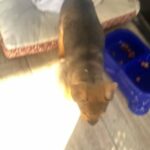 Her Name Luna And She Is Nice in Orlando, Florida