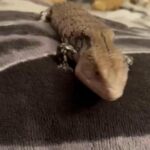 Blue Tongue Skink in Columbus, Ohio