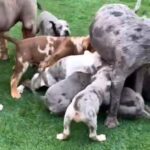 American Bully Pups For Sale in Los Angeles, California