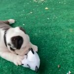 Akc english bulldog in Sanford, Florida