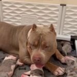 American bully Pups in Los Angeles, California