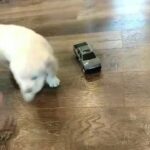 genetic clear English cream retriever in Wooster, Ohio