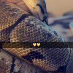 Pinstripe Ball Python in Columbus, Ohio