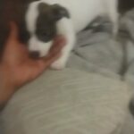 Jack Russell in Dayton, Ohio