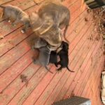 Beautiful American Pit Bull Puppies in Washington, District of Columbia