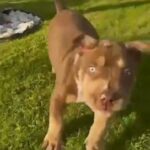 American Bully Pup in Los Angeles, California