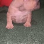 French Bulldog in Turlock, California