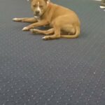 Male pomeranian female AMERICAN STAFFORDSHIRE in Atlanta, Georgia