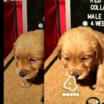 Golden Retriever Male Puppy in Ontario, California