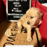 Golden Retriever Puppy Male Green Collar Puppy in Ontario, California
