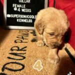Golden Retriever Puppy Female Black Collar Female in Ontario, California