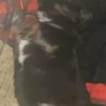 2 puppies ready for new home in Yakima, Washington
