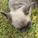French Bulldog puppies - ready now in Arizona City, Arizona