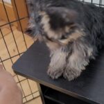 Last Yorkie of the Litter for Sale! in Arizona City, Arizona