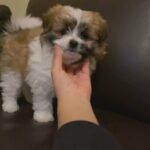 This Beautiful La-pom Needs A Home in Frederick, Maryland