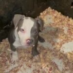 Exotic Nano Litter in Longview, Texas
