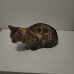 bengal hybrid in Anderson, South Carolina