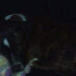 Coco in Cleveland, Ohio