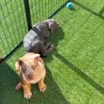 Xl Bully Pups in Los Angeles, California