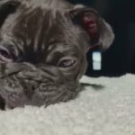 Akc French Bulldog in Philadelphia, Pennsylvania