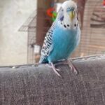 Parakeet “Bubbles” in Dallas, Texas
