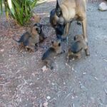 Belgium malinois in Los Angeles, California