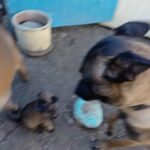 puppy Belgium malinois in Los Angeles, California