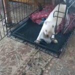 Boston  terrier  pupy in Clemson, South Carolina