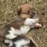 Pembroke Welsh Corgi in Columbus, Ohio