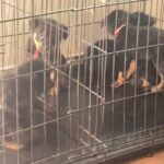 Rottweiler Puppies in North Little Rock, Arkansas