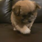 La-pom Looking For A Home? in Frederick, Maryland