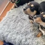 Doberman Husky Mix Pups for sale in Philadelphia, Pennsylvania