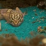 1 year old leopard gecko for sale in Tualatin, Oregon
