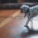 Dalmatians breeds for sell in Arizona City, Arizona