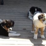 Purebred Miniature Australian Shepherds in Arizona City, Arizona