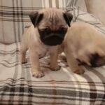 Pug puppies for sale in Arizona City, Arizona