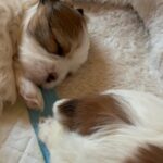 Shih Tzu and a bit Maltese in Arizona City, Arizona