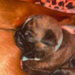 Boxer pups for sale brindle and fawn in Arizona City, Arizona