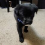 FREE "full black lab" pup 8 wks! [[DESCRIPTION]] in Fayetteville, Arkansas