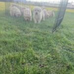 ?‍?Golden Retrievers ?‍? in Fort Wayne, Indiana