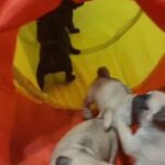 Pug Puppies in Fort Dodge, Iowa